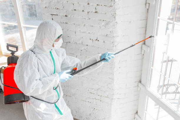 Best Emergency Mold Remediation in Allendale, SC