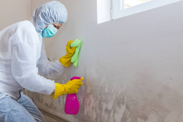 Best Basement Mold Removal in Allendale, SC